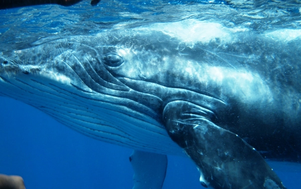 Zájezd Tonga a Fiji